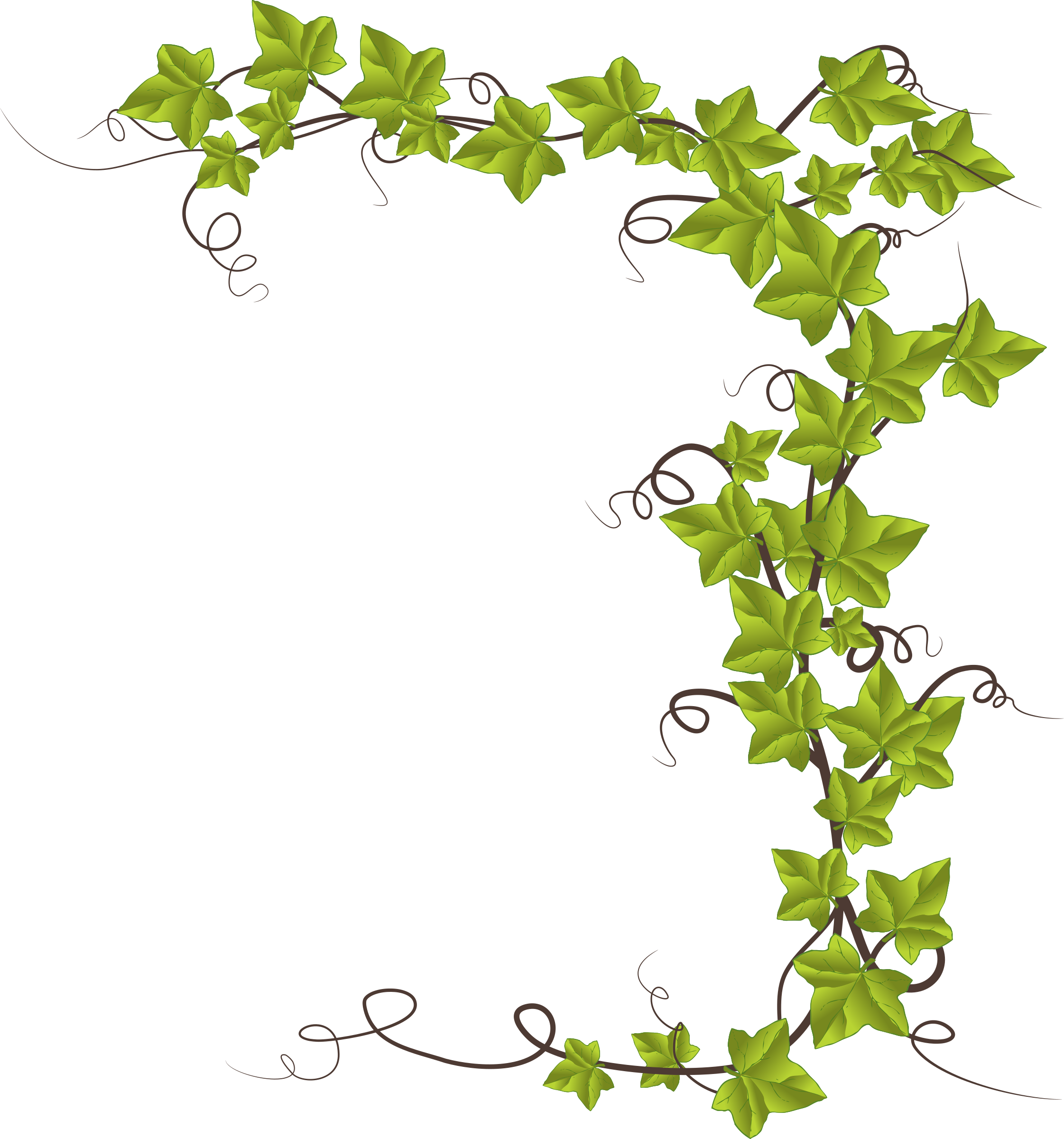 Ivy feuille PNG photo