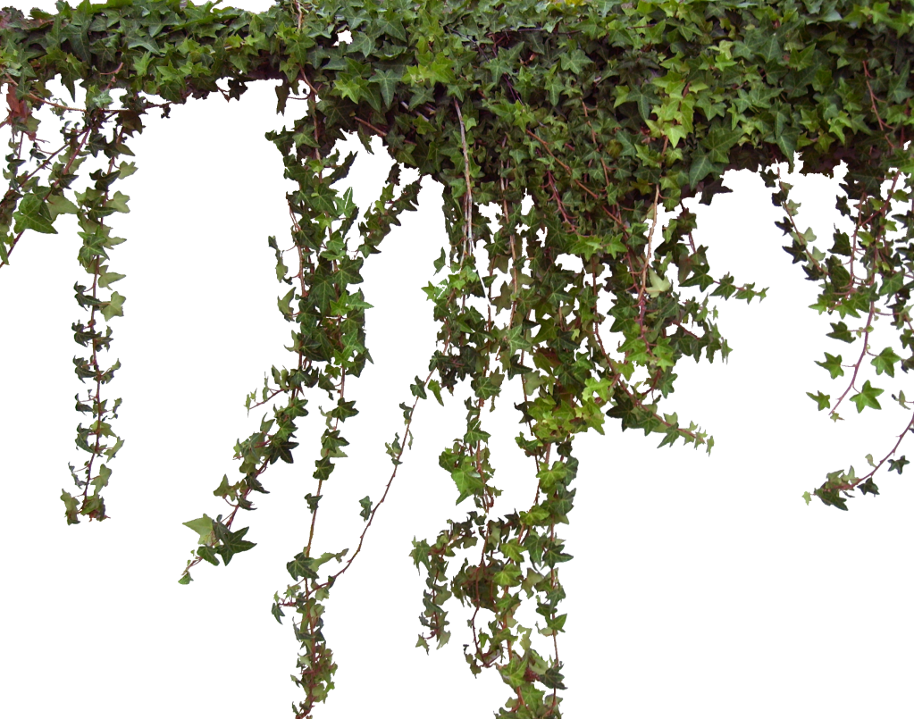 Ivy daun PNG Pic