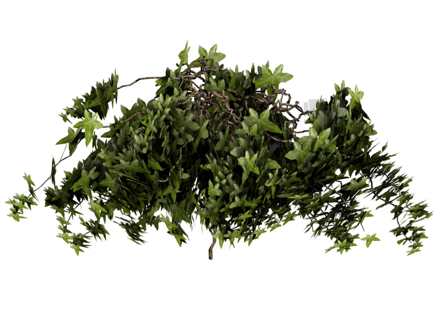 Ivy PNG-Afbeelding HQ