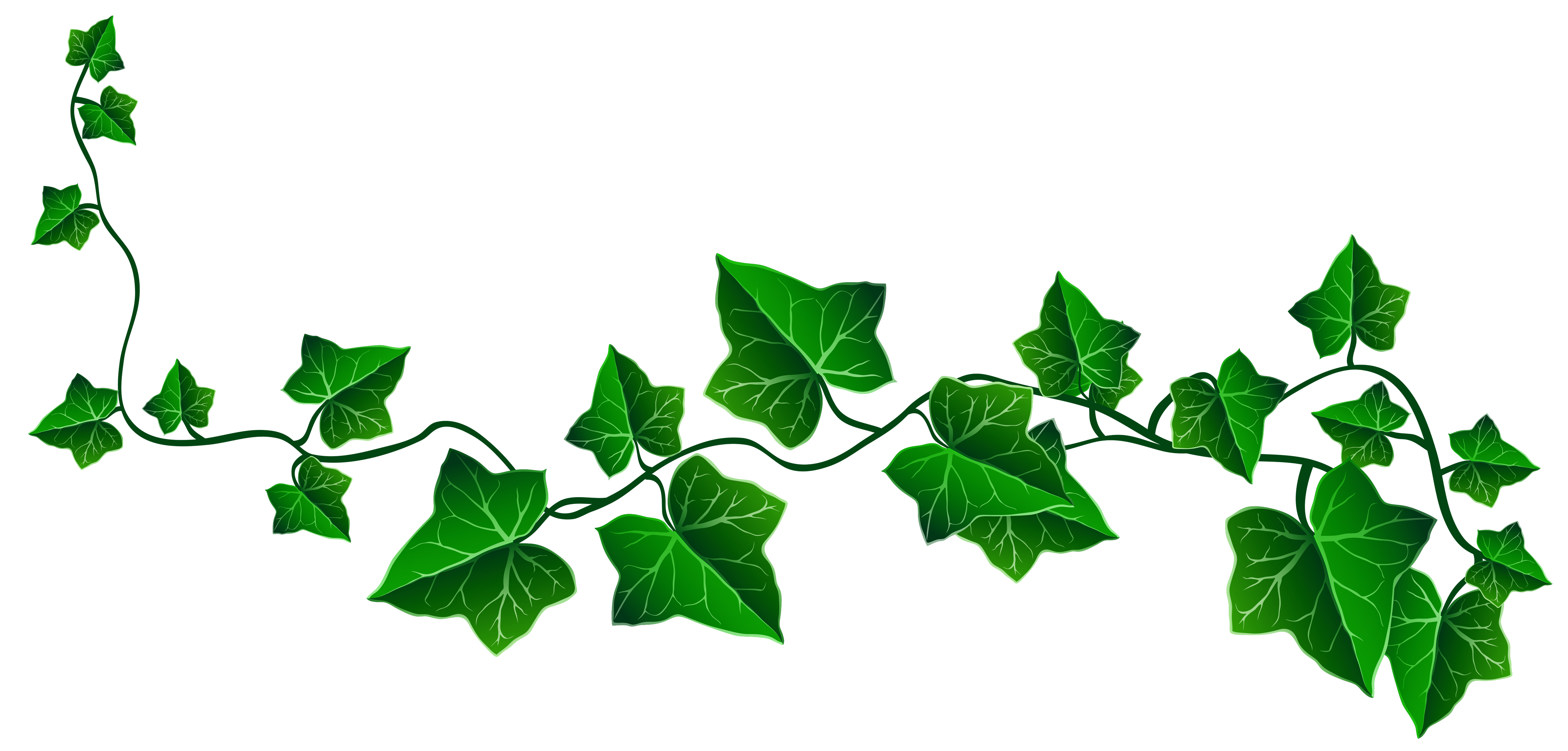 Ivy PNG-Afbeelding