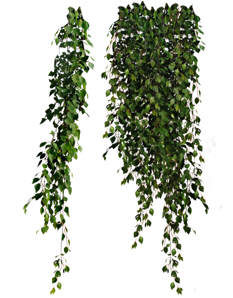 Ivy PNG Photo