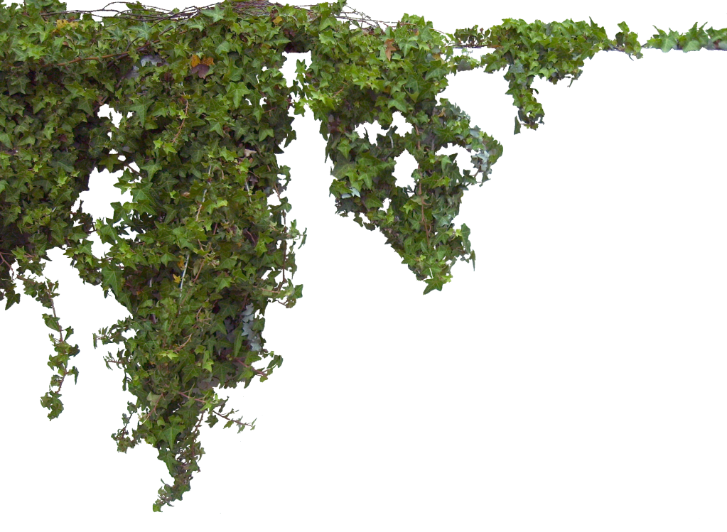 Ivy PNG Pic
