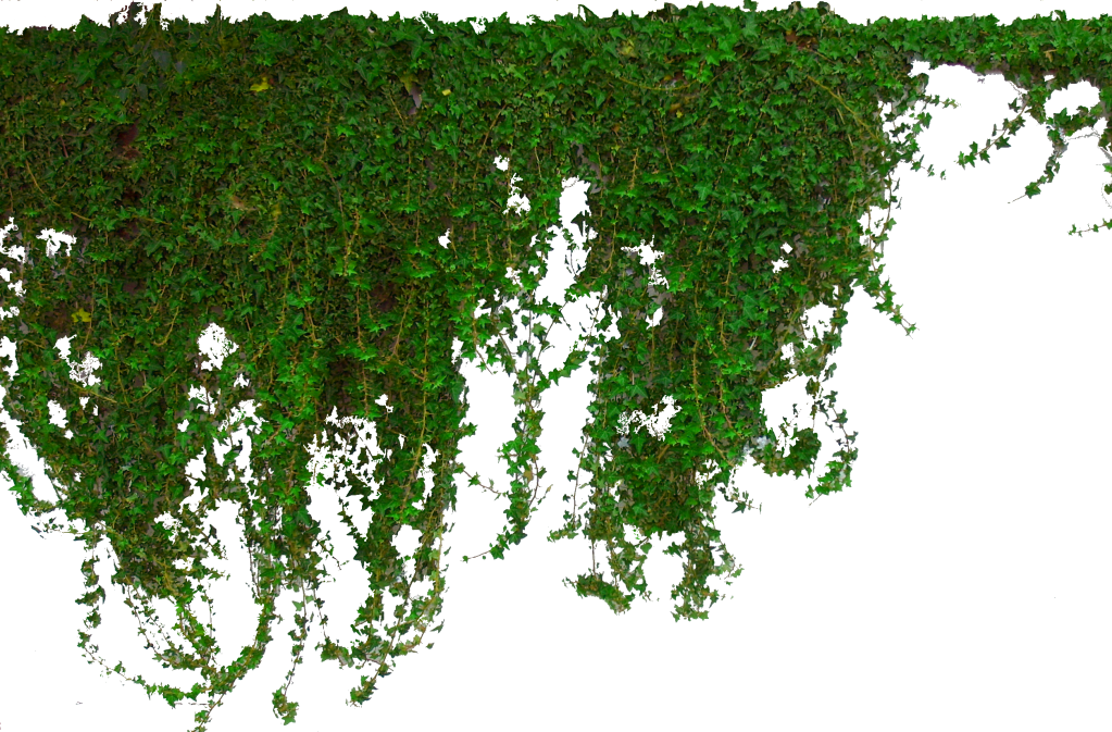 Ivy Plant PNG Image
