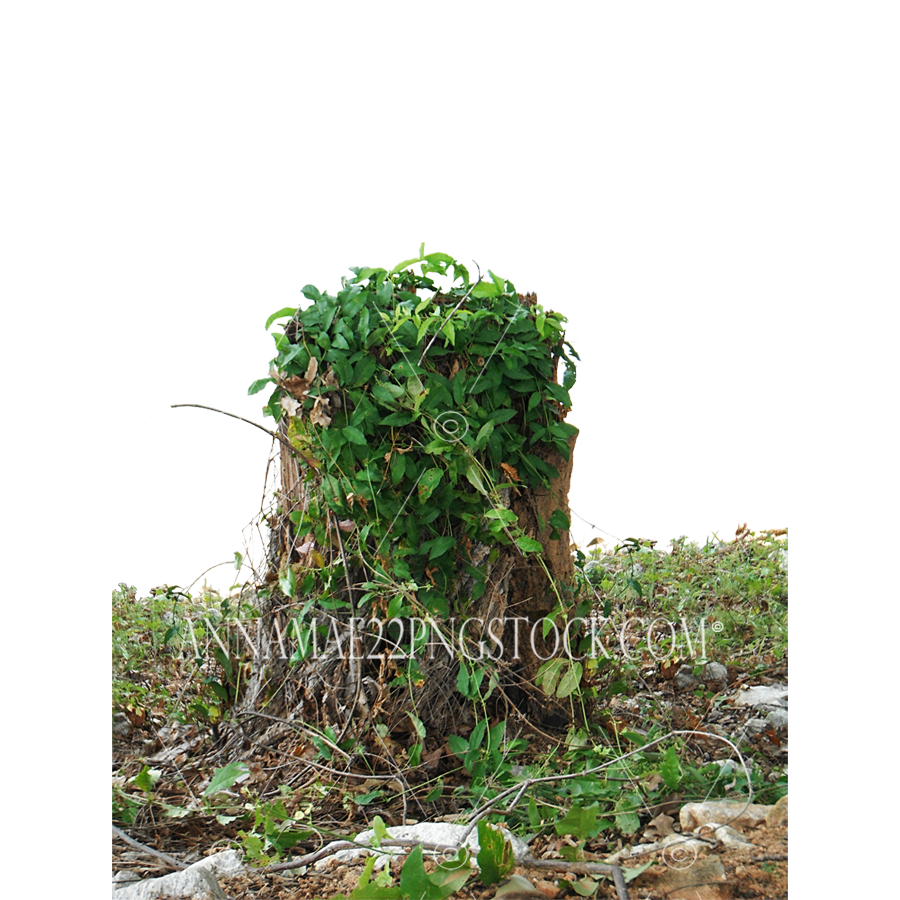 Ivy Plant PNG Photo