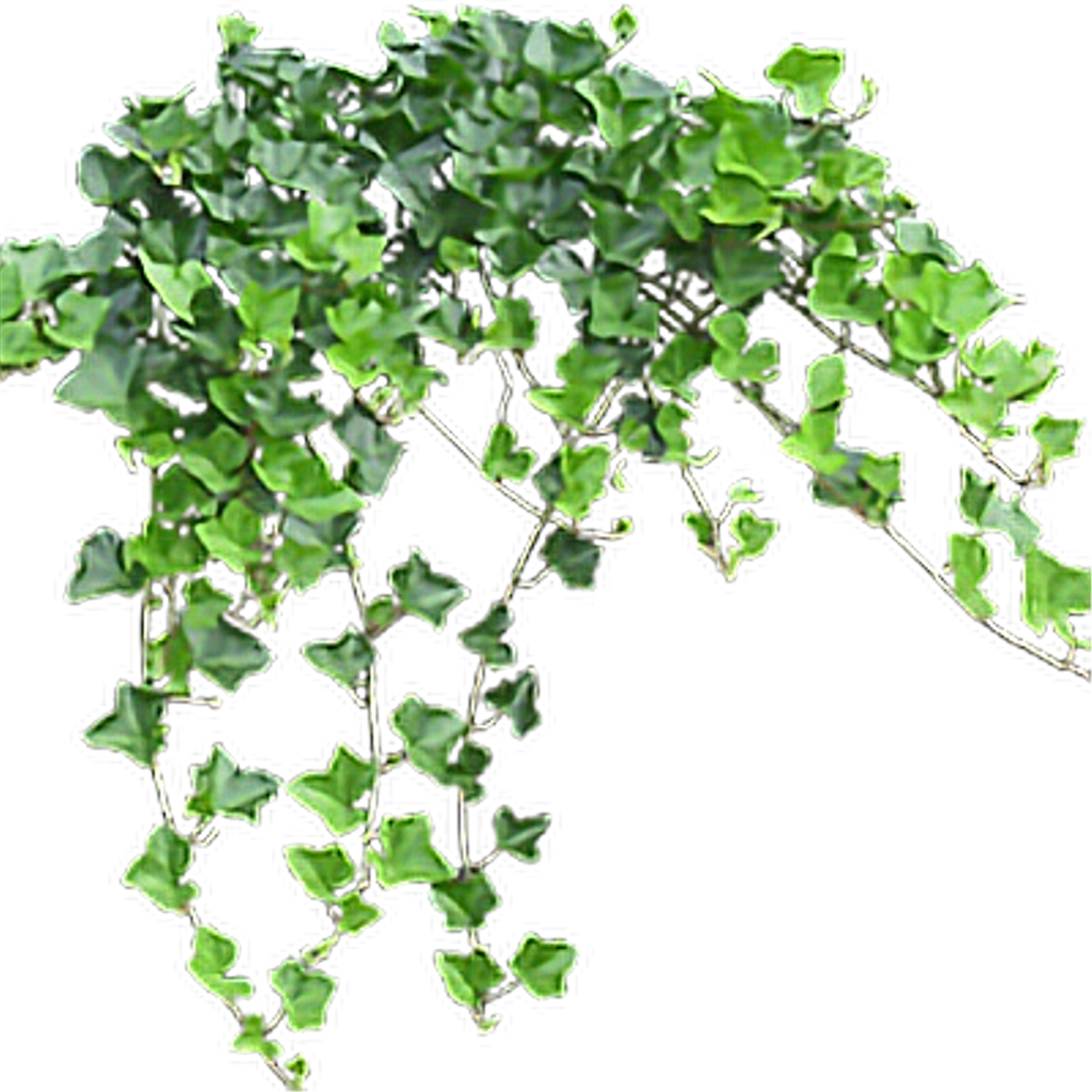 Ivy plante pc PNG