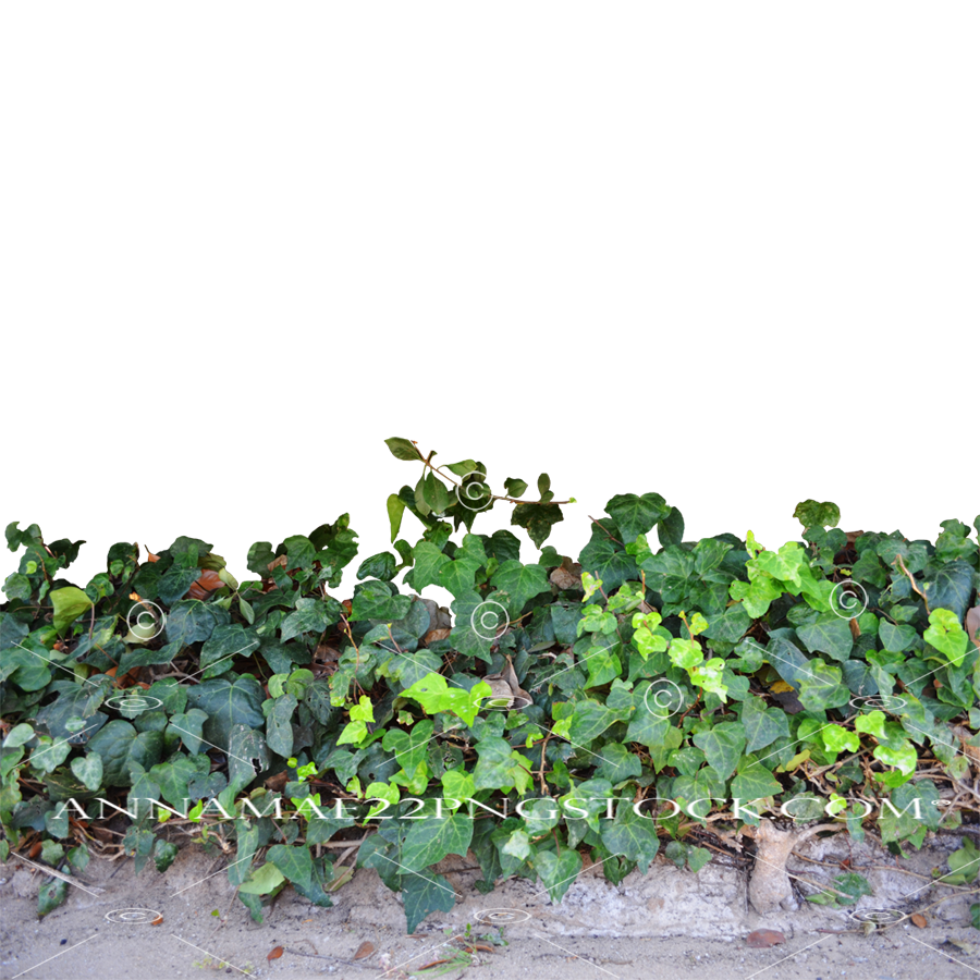 Плющ растение PNG картина