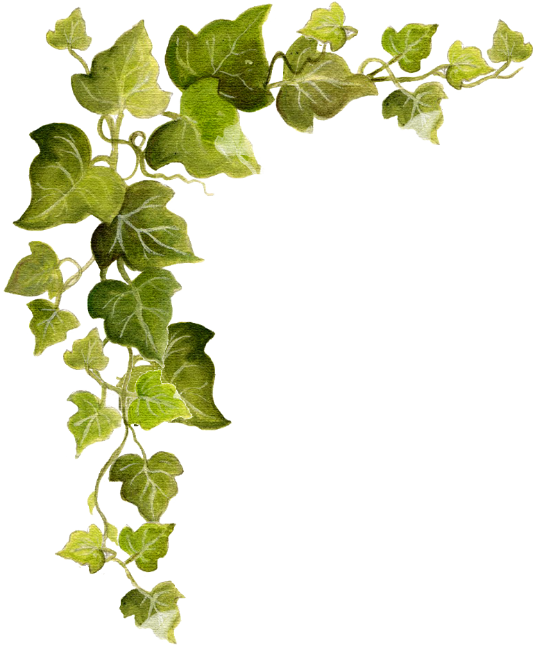Ivy transparente