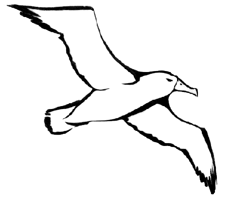 Albatross Free PNG Image