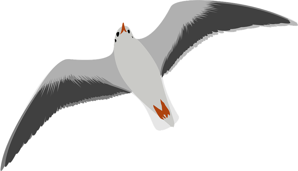 Albatross PNG Background Image