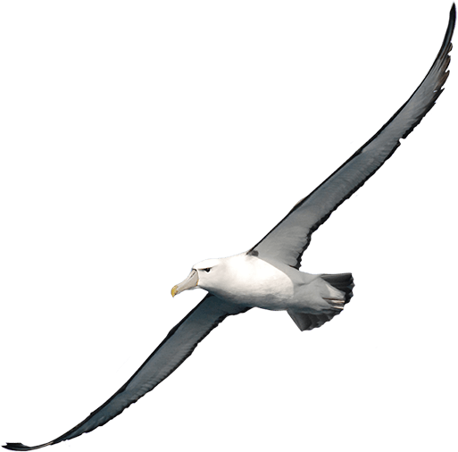 Albatross PNG Download Image