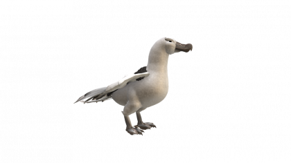 Albatross PNG Free Download