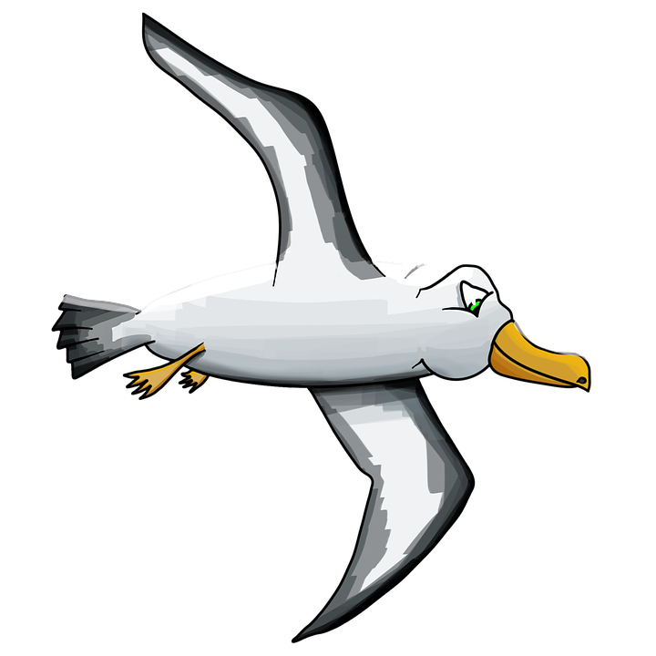 Albatross PNG High-Quality Image