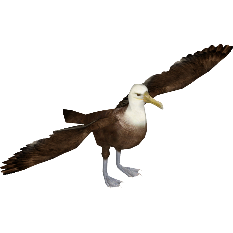 Albatross PNG Image with Transparent Background
