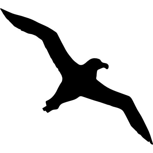 Albatross PNG Transparent Image