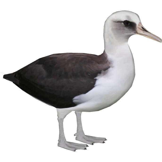 Albatross Transparent Background PNG