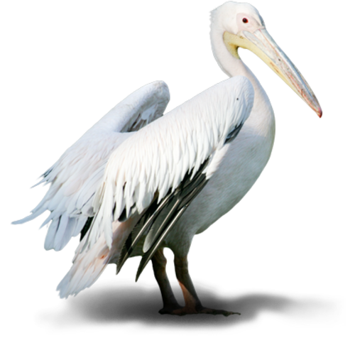Albatross Transparent Image