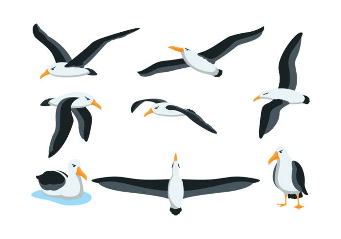 Images Transparentes albatros