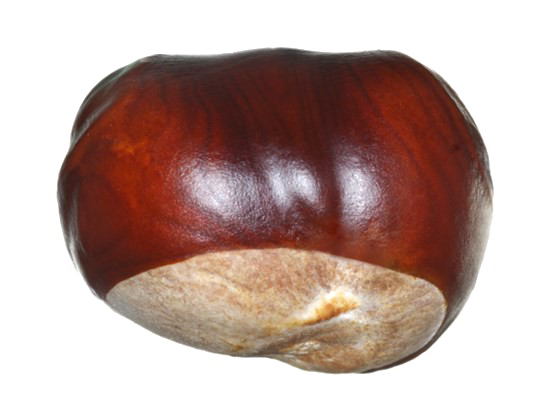 Chestnut Free PNG Image
