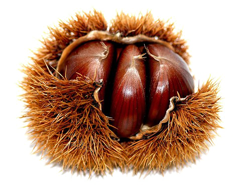 Chestnut PNG High-Quality Image