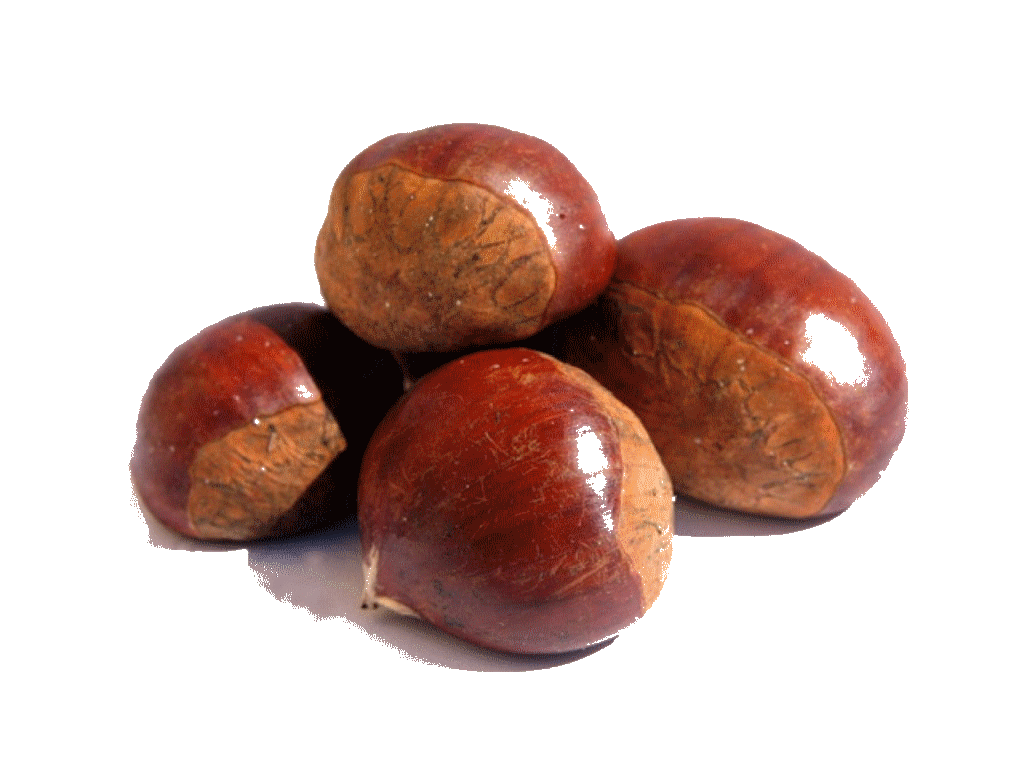 Chestnut PNG Image Background