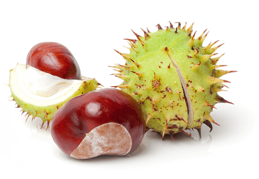 Chestnut PNG Photo
