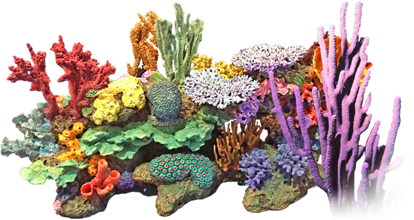 Immagine di sfondo del PNG di corallo