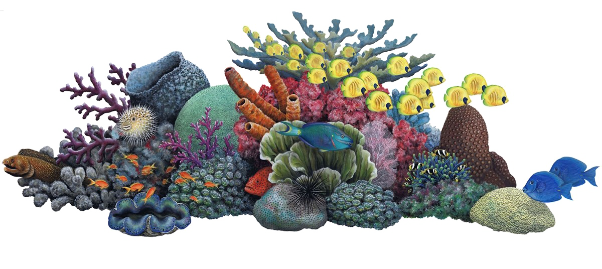 Coral PNG Image Background