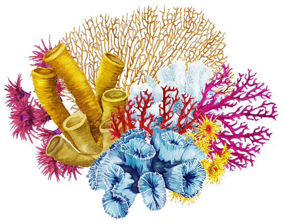 Coral PNG Image