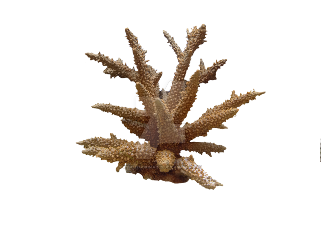 Coral PNG Photo