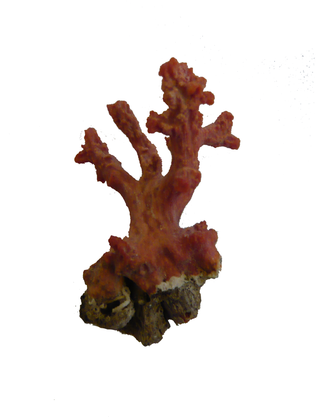 Coral PNG Picture