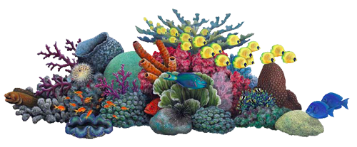 Immagine Trasparente PNG Coral