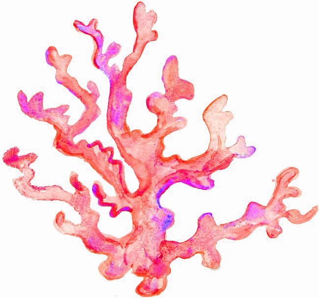 Immagine Trasparente corallo