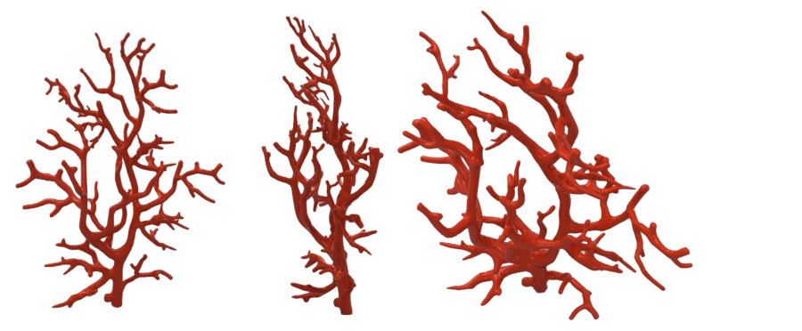 Immagini trasparenti coralli