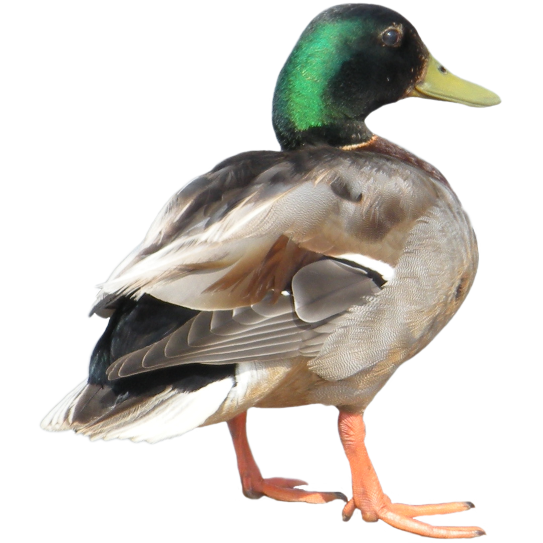 Duck Free PNG Image