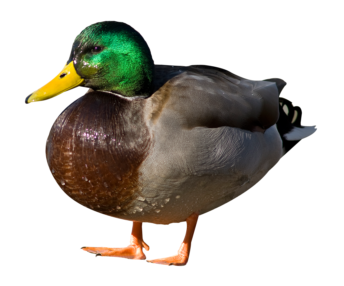 Duck PNG Hintergrund Bild