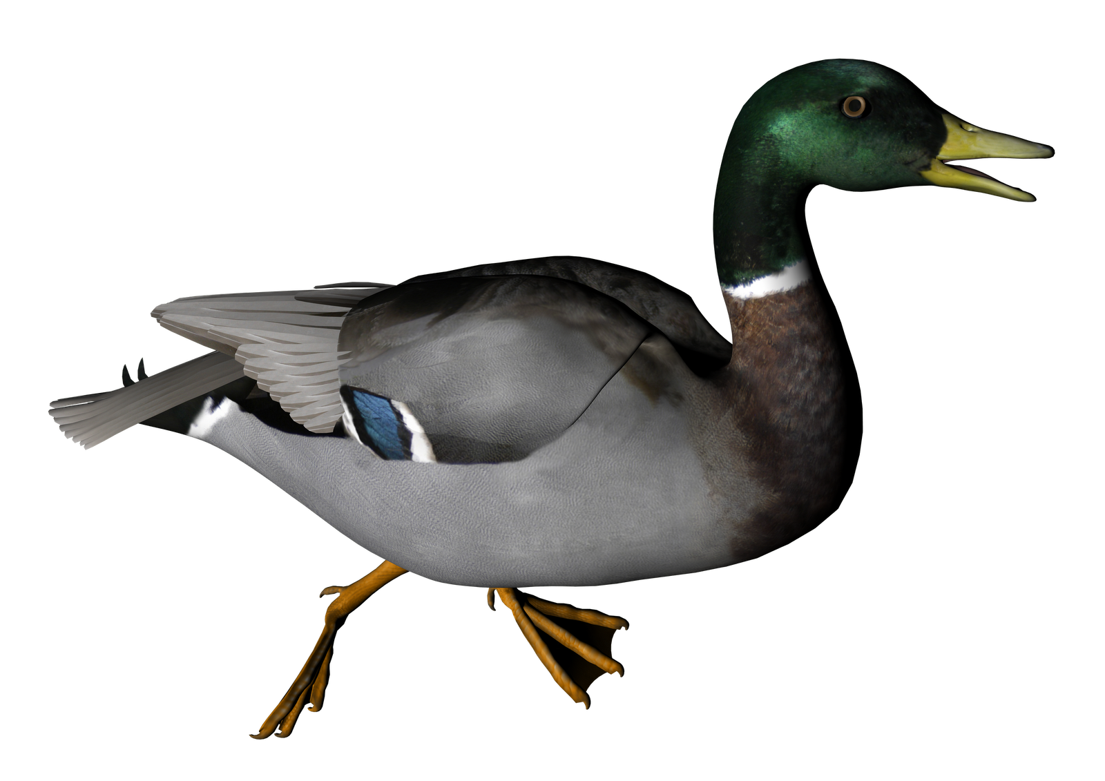 Duck PNG High-Quality Image