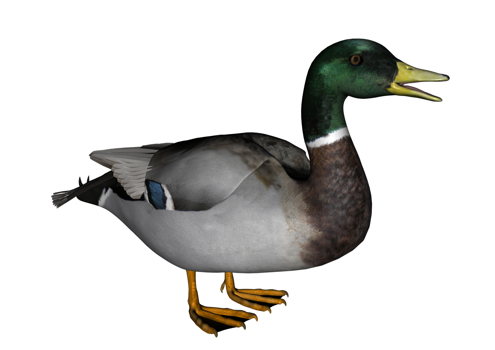 Duck PNG Photo