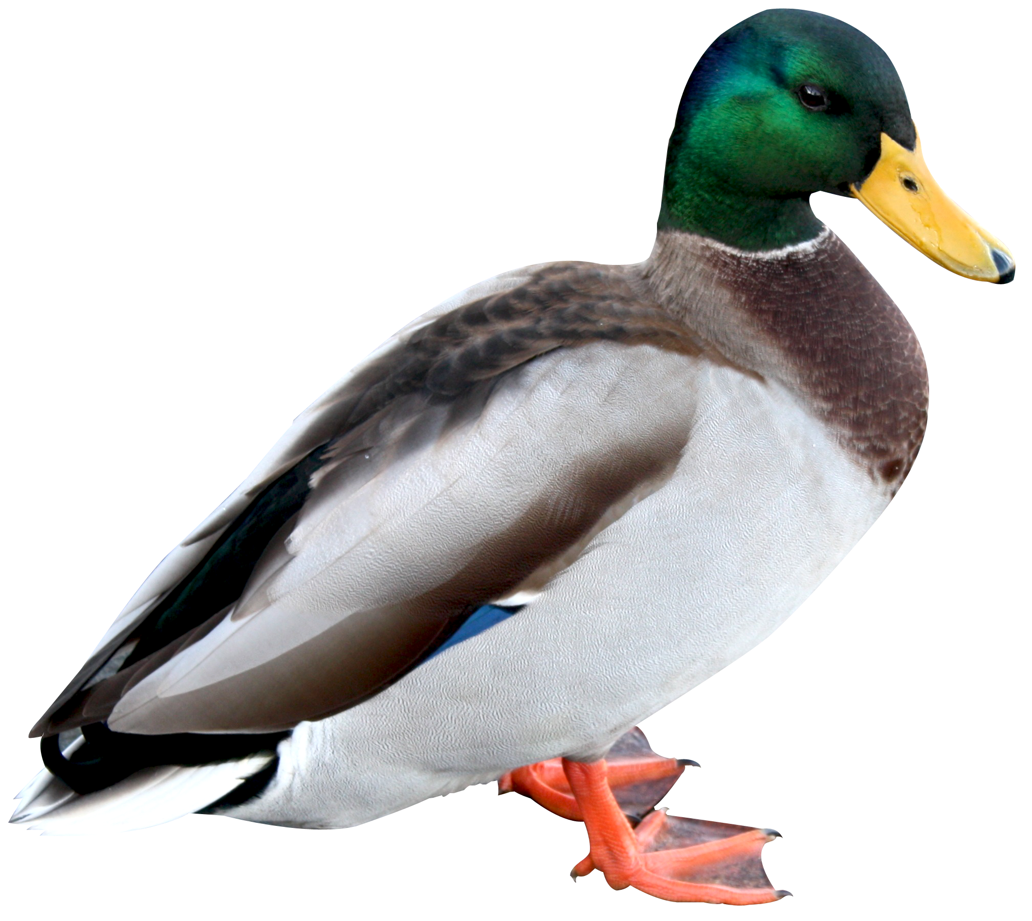 Duck PNG Picture