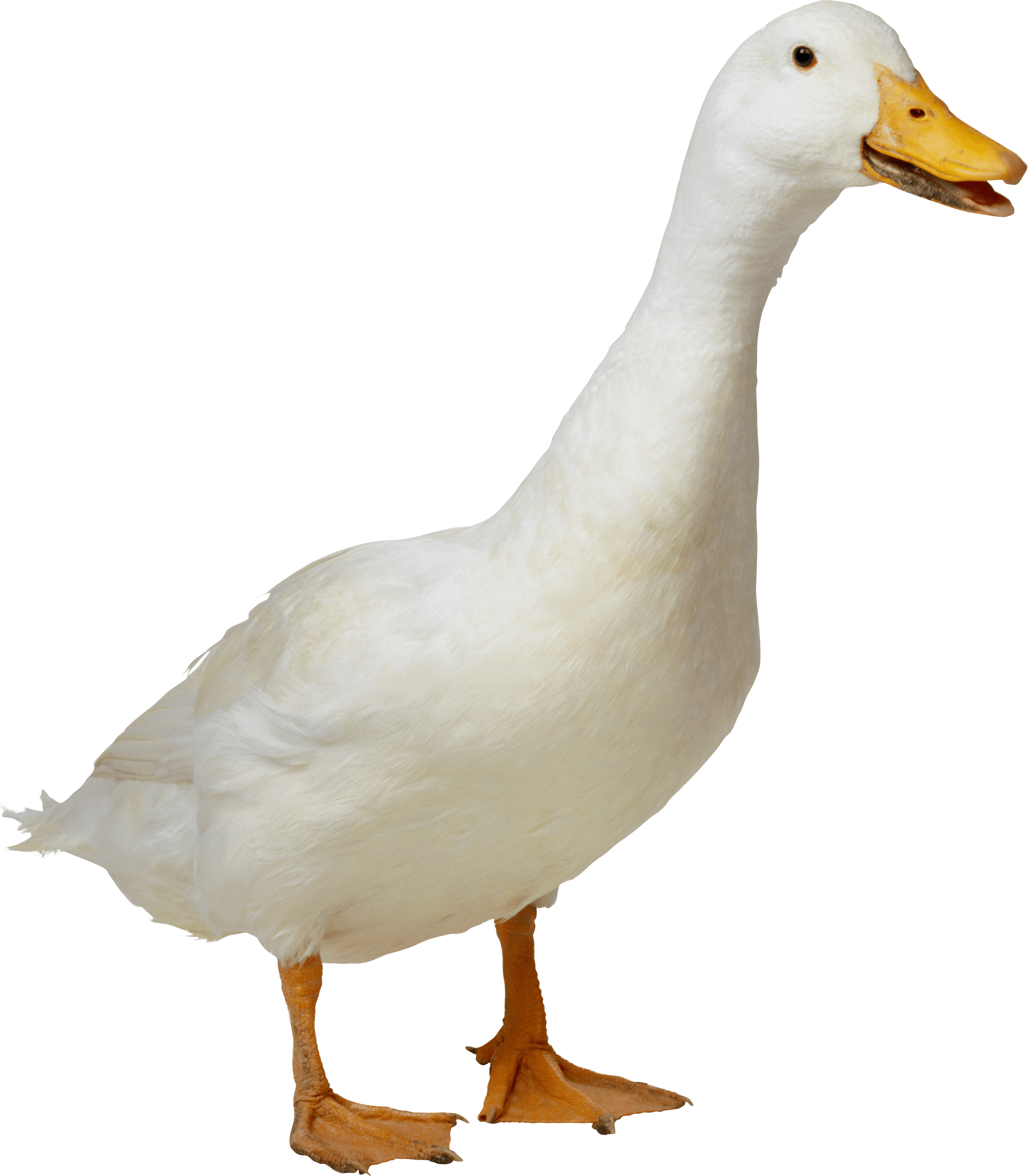 Duck Transparent Image