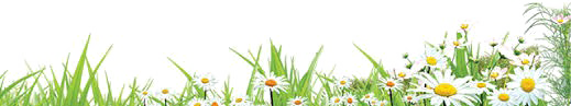 Easter Grass Flowers PNG Download Image