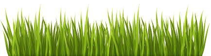 Easter Grass PNG Download Image