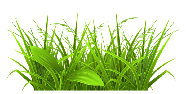 Easter Grass PNG Image Background