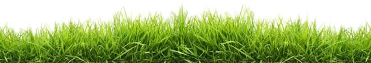 Easter Grass PNG Image With Transparent Background