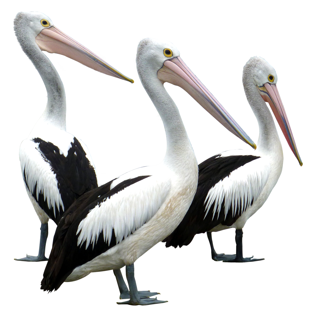 Pelican Download PNG Image