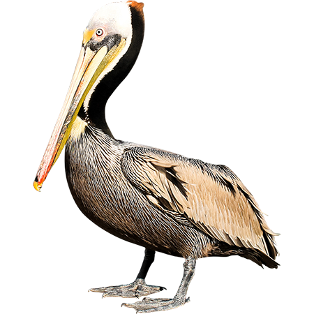 Pelican PNG Background Image