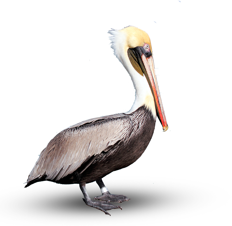 Pelican PNG Herunterladen Bild Herunterladen
