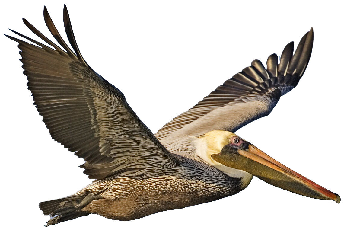 Pelican PNG تحميل مجاني
