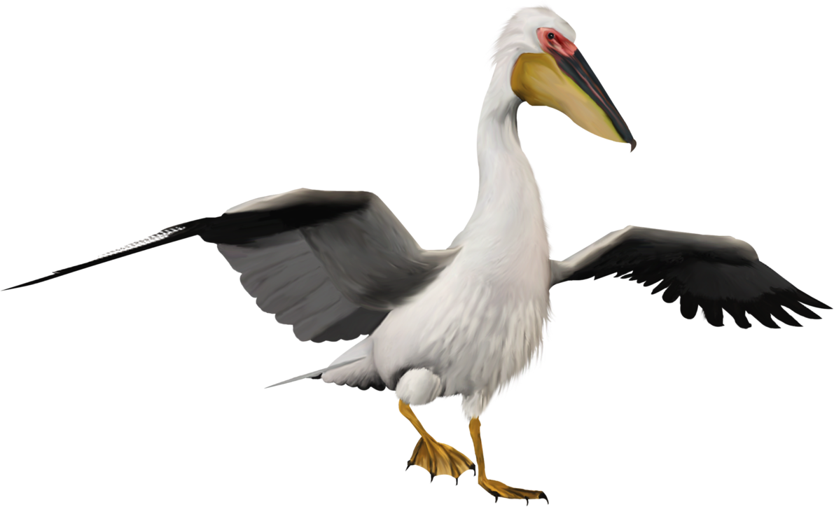 Pelican PNG Image Background