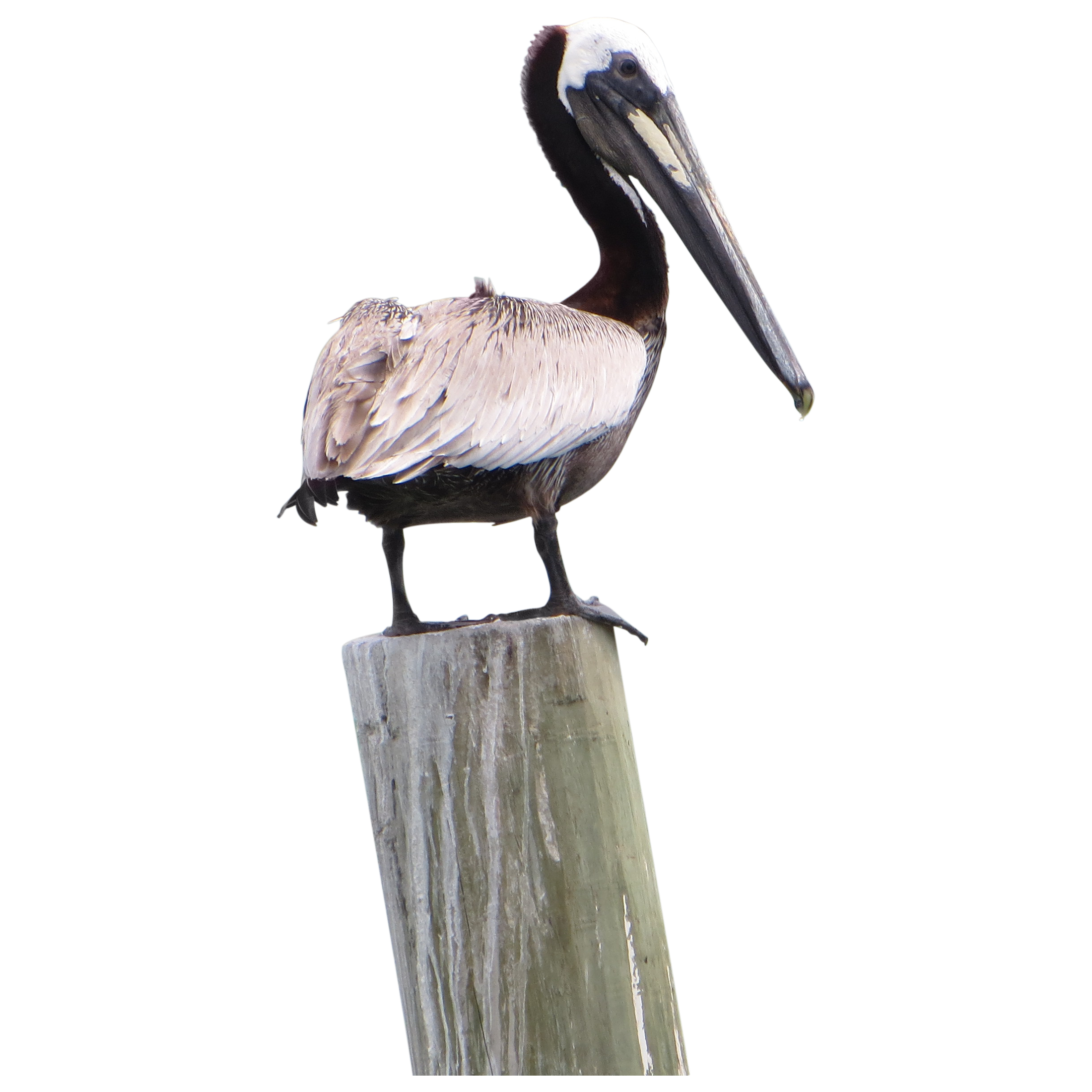 Pelican PNG Image Transparent