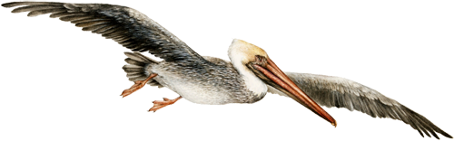 Pelican PNG Photo